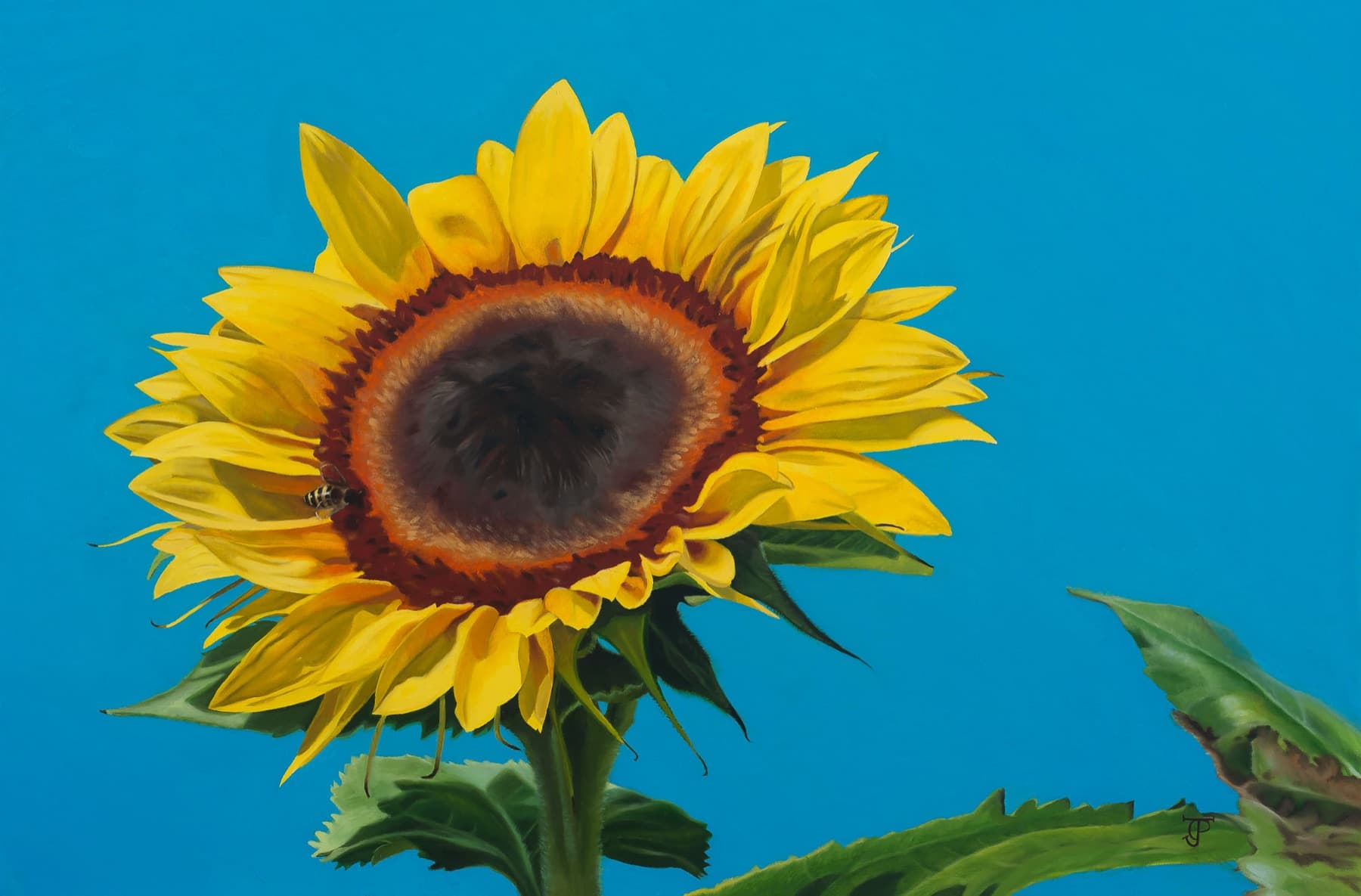 Sunflower — Oil